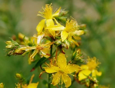 Το «μαγικό» βότανο που προστατεύει από τον καρκίνο